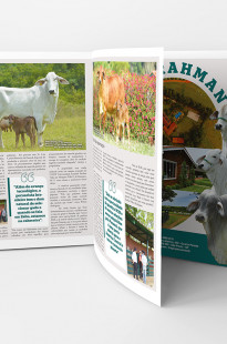 Capa de Porfólio da Gustavo Nogueira Designer