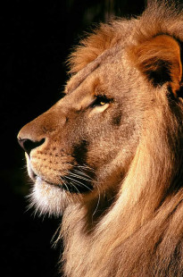 Capa de Porfólio da Empresa Legal